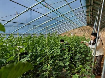華池農業 技術人員為設施蔬菜生產“開良方”，科技助力綠色高效發展