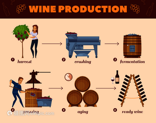 酒廠生產(chǎn)卡通流程圖葡萄收獲酒瓶架信息圖元素成海報矢量插圖葡萄酒生產(chǎn)工藝卡通流程圖